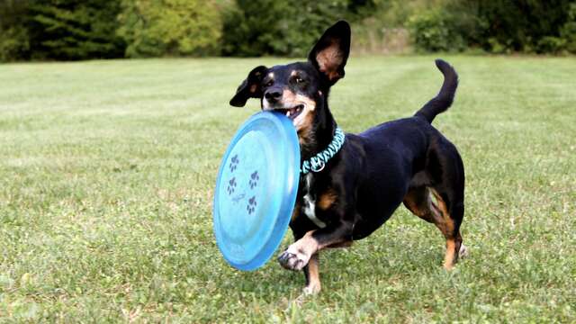 Balade canine avec le toutourisme