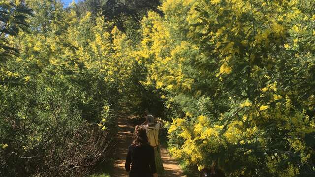 Balades Guidées: Tanneron, le mimosa et les plantes à parfum du Massif