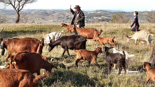 In the shoes of a shepherd: Farm life immersion