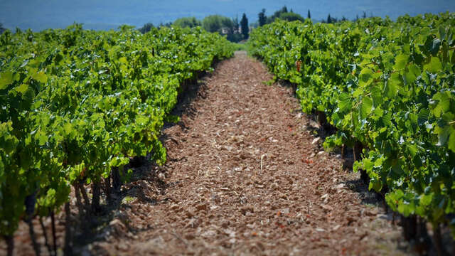 Les vignerons du Mont Sainte-Victoire