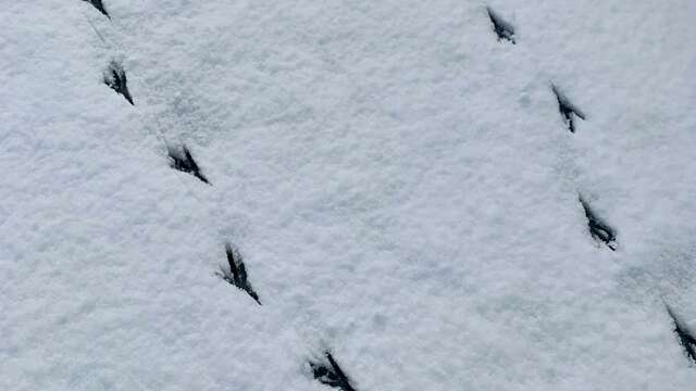 Raquettes et Oiseaux