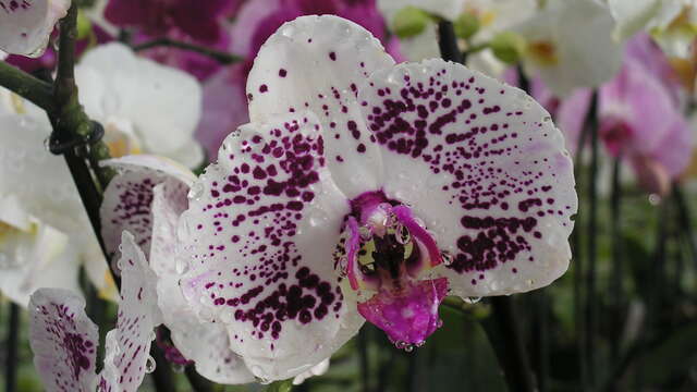 Journées Printanières des Orchidées