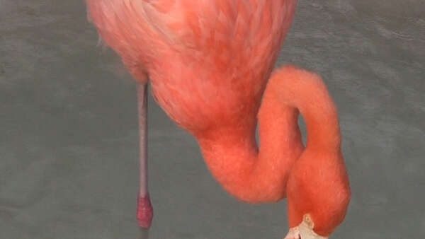 Projection Laure Prouvost "Dit Peur"