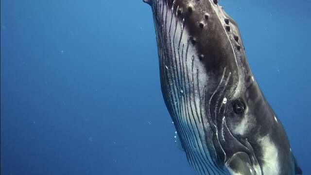WET Project - Whale watching tours
