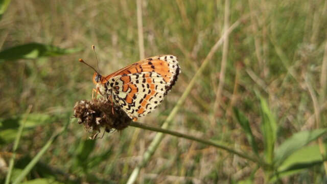 Oiseaux, papillons et insectes