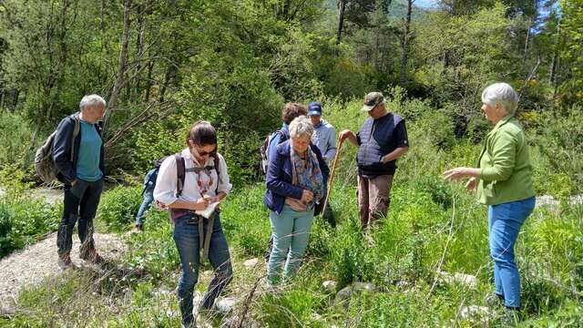 Botanical Walk: The History of Plants in the Haut-Var