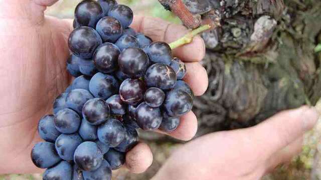 Domaine Sérol - Carine et Stéphane Sérol