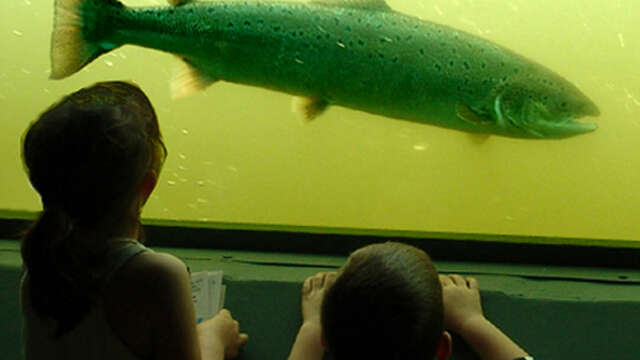 Visite de l'Observatoire des poissons migrateurs