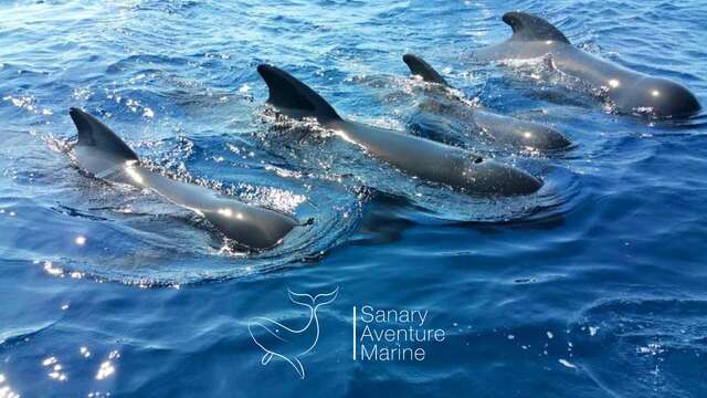 Sanary Aventure Marine : Whale Watching, Dolphin & Whale Watching