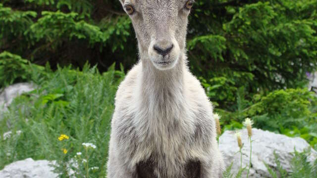 The incredible story of the ibex