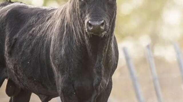 Visite en calèche et animation taurine