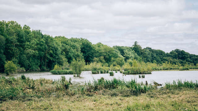 Marais de Montreuil-Juigné