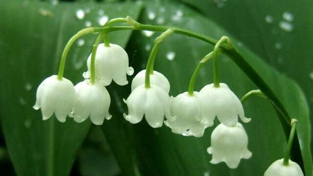 Vente de muguet
