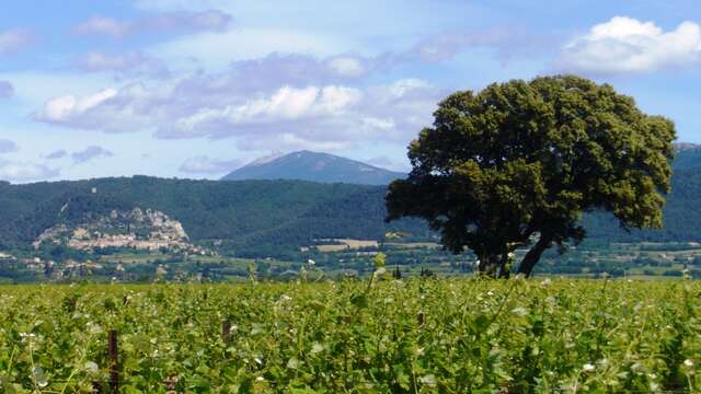 Visite du vignoble et de la cave - Domaine de la Girardière