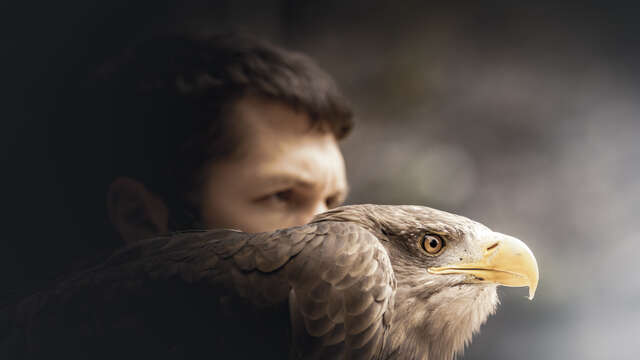 Falconry