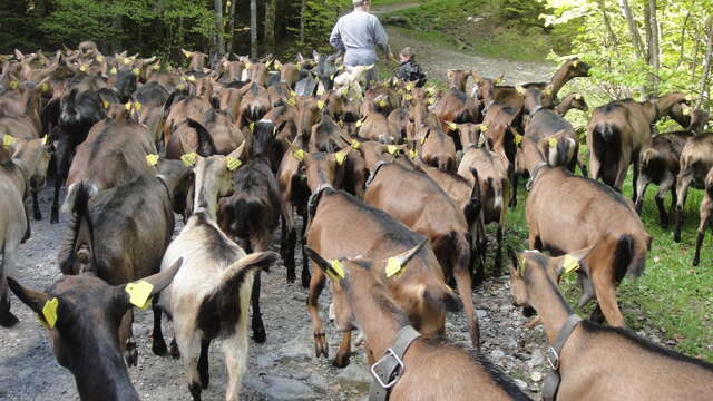 Visite à la ferme de Sommier d'Aval "Les Cabrettes"