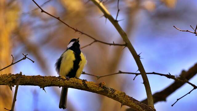 "Die Welt der Vögel" Episode 3 - Rendezvous im Park 2026