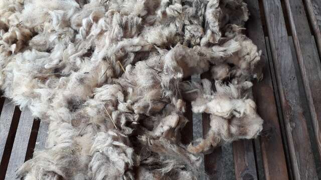 Sur les chemins de la laine - cardage