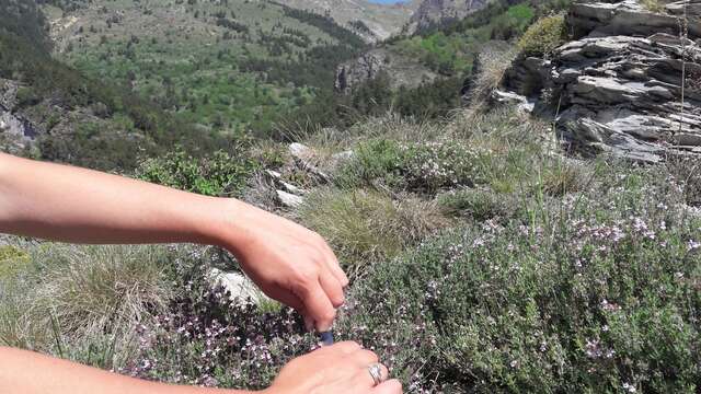 Stage discovering medicinal plants