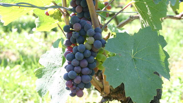 Entdeckung des Weins zwischen den Ländern Chablaisien und Genevois