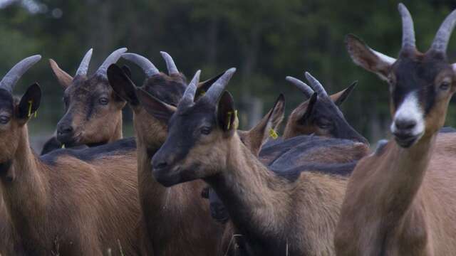 La bergerie du vieux moulin