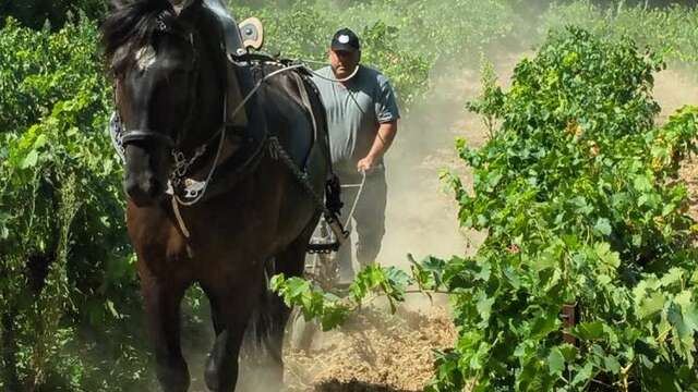 Démonstration - Cheval des vignes