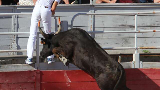 Féria du Riz - Course Camarguaise