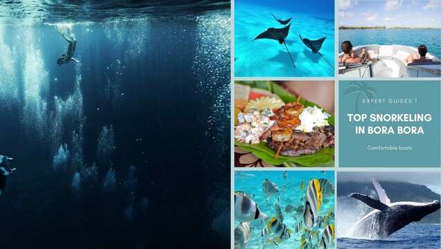 Reef Discovery - Sortie Baleines