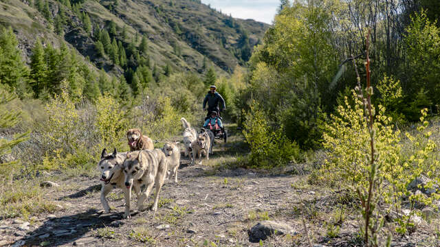 Découverte du kart à chiens