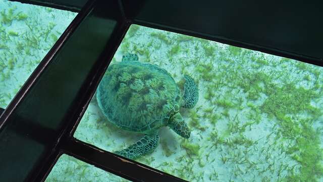 Sortie observation des tortues - Bateau à fond de verre