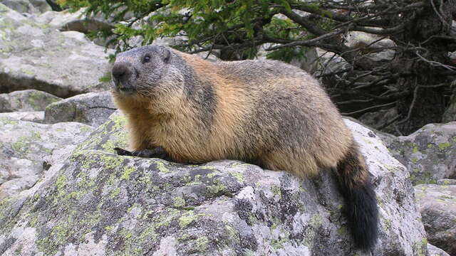 Meet the marmots at Bisanne