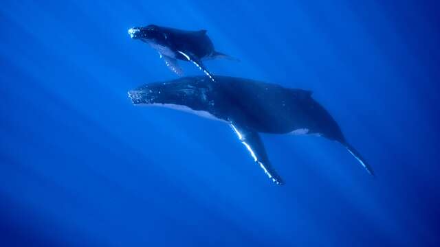 Polynesian Dream Boat - Whale waching tour