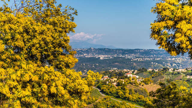 Randonnée sentier du Mimosa