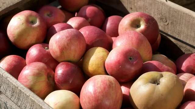 Animation nature - Fête de la pomme et du maraîchage
