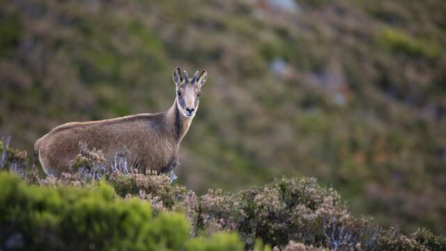 L'apéro des Chamois