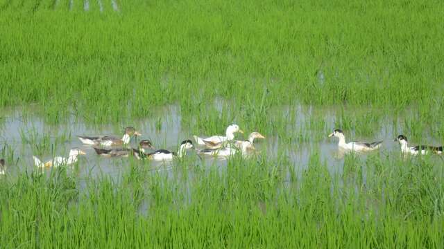 Mas Sainte Cécile - Canards des rizières