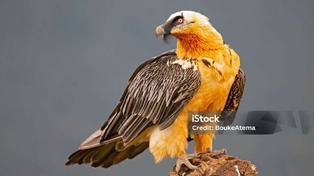 Animation "Une vie de Gypaète"