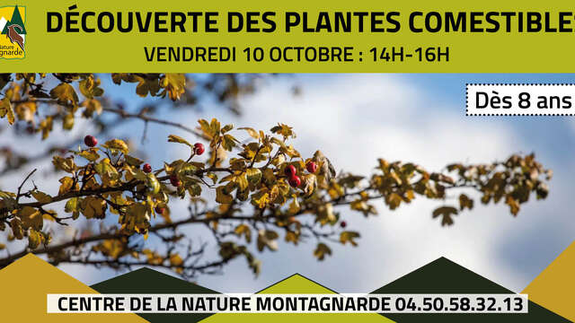 Découverte des plantes comestibles de l'automne