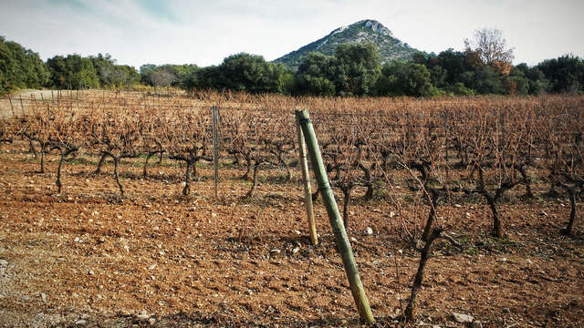 Le vignoble aixois, le vignoble des bastides - Un week-end à la montagne de la Vautubière