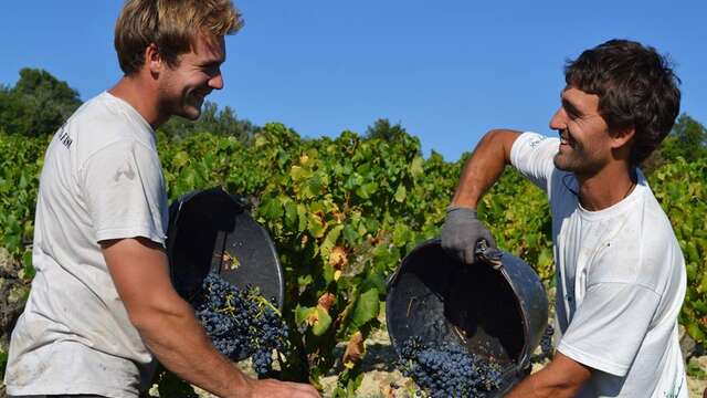 Visite du vignoble et de la cave - Domaine Ferme des Arnaud