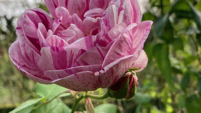 Voyagez entre patrimoine et jardins secrets