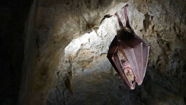 Nuit Internationale de la Chauve-Souris : Soirée Grands Rhinolophes