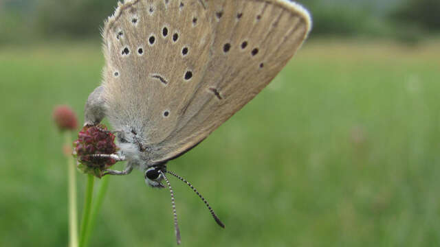 Les sagnes du plateau Bayard