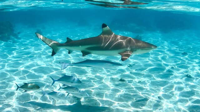 Aimeho fa'ati - Private boat tours