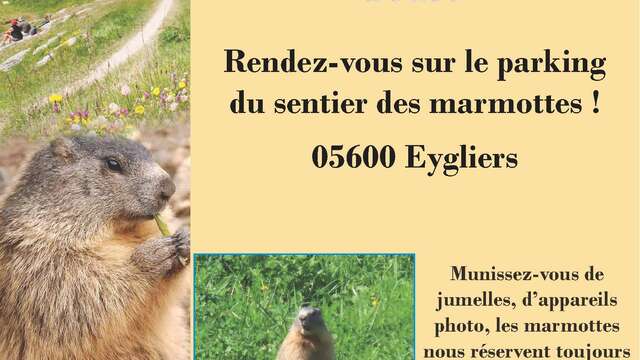 Comptage des marmottes d'Eygliers Mont-Dauphin