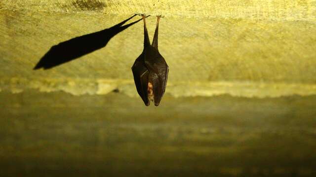 Chauves-souris, saintes reines de la Nuit! I Rendez-vous Nature en Savoie