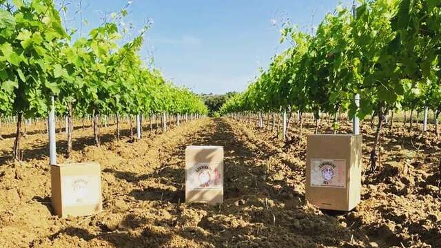 Visite du vignoble et de la cave - Dommmaine des M