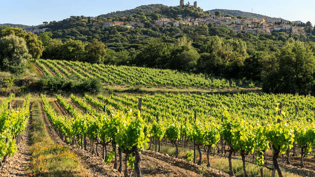 Vignobles en scène entre Cogolin et Grimaud