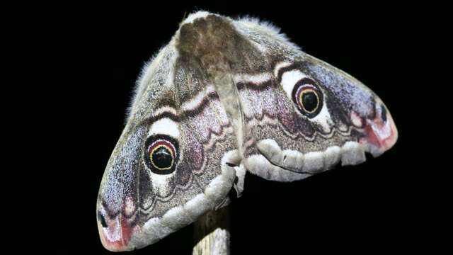 Quand la nuit s’anime : rencontre avec les papillons nocturnes