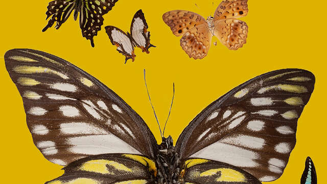 Les ateliers au Muséum pendant les vacances de la Toussaint